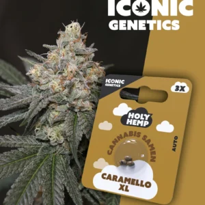 Iconic Genetics - Caramello XL (3 Cannabissamen)