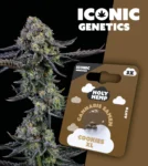 Iconic Genetics - Cookies XL (3 Cannabissamen)