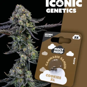 Iconic Genetics - Cookies XL (3 Cannabissamen)