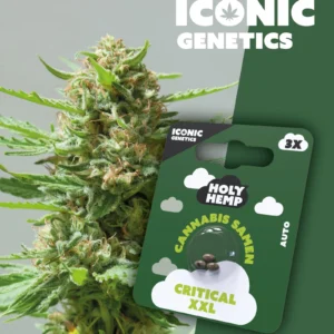 Iconic Genetics - Critical XXL (3 Cannabissamen)