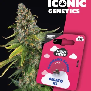 Iconic Genetics - Gelato XL (3 Cannabissamen)