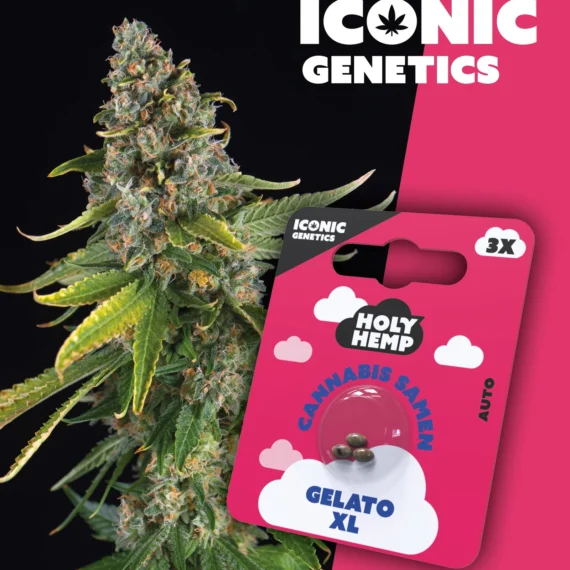 Iconic Genetics - Gelato XL (3 Cannabissamen)