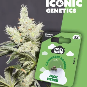 Iconic Genetics - Jack Herer (3 Cannabissamen)