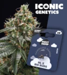 Iconic Genetics - NL x BigBud (3 Cannabissamen)