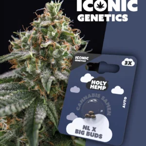 Iconic Genetics - NL x BigBud (3 Cannabissamen)