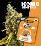 Iconic Genetics - Orange Sherbet (3 Cannabissamen)