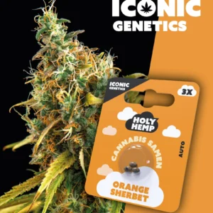 Iconic Genetics - Orange Sherbet (3 Cannabissamen)