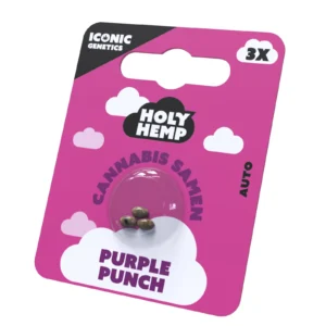 Purple_Punch_Cannabissamen_Frontansicht.webp