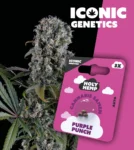 Iconic Genetics - Purple Punch (3 Cannabissamen)