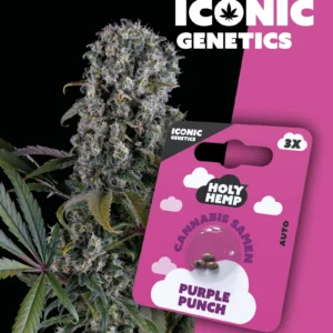 Iconic Genetics - Purple Punch (3 Cannabissamen)