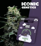 Iconic Genetics - Runtz XL (3 Cannabissamen)