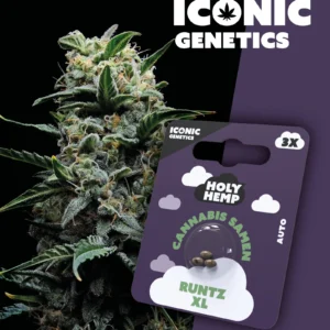 Iconic Genetics - Runtz XL (3 Cannabissamen)