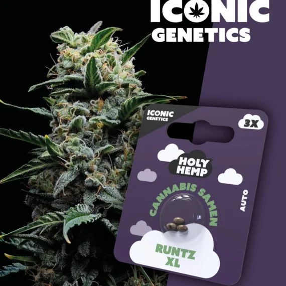 Iconic Genetics - Runtz XL (3 Cannabissamen)