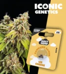 Iconic Genetics - UK Cheese (3 Cannabissamen)